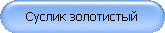 Суслик золотистый